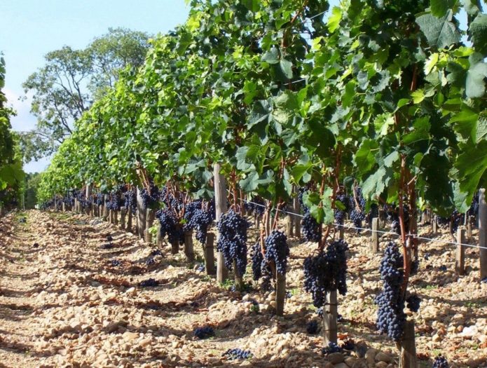 Technical grape bushes