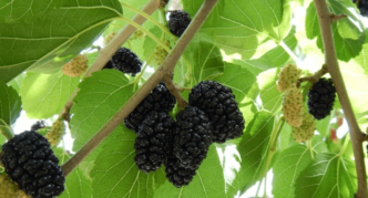 White mulberry branch with black fruits