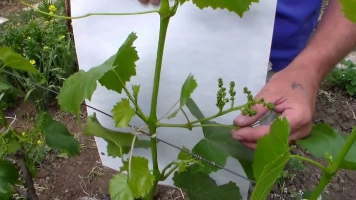 Grape inflorescences on stepchildren