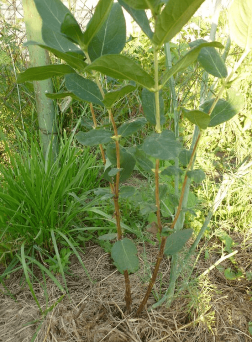 dividing the honeysuckle bush