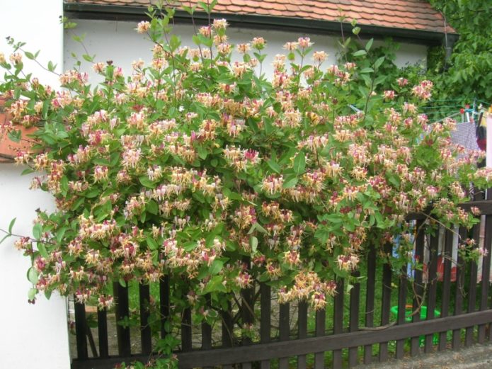 honeysuckle on the south side of the house