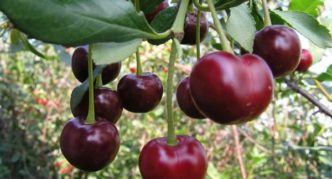 Cherry variety Nadezhda