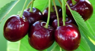 Cherry variety Menzelinskaya