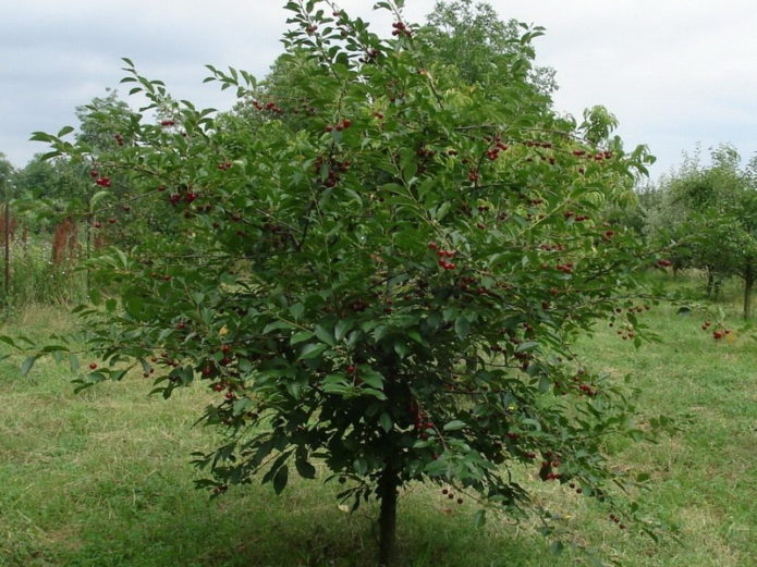 Cherry tree