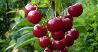 Cherry varieties Lyubskaya