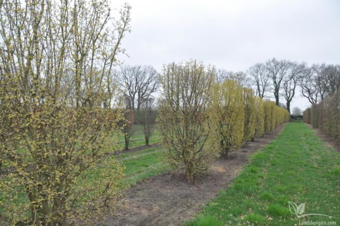 dogwood hedge