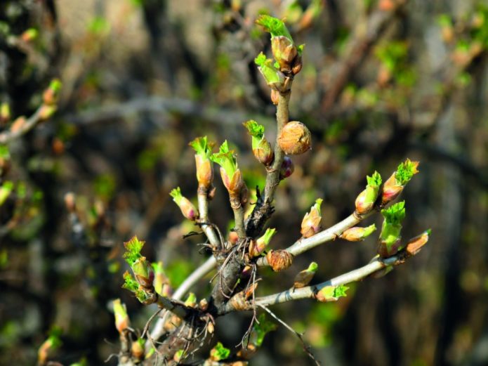 Currant buds affected by kidney mites