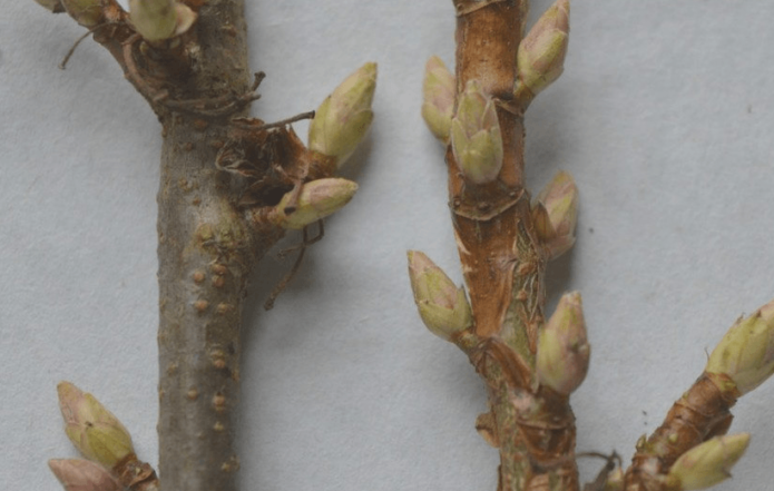 Currant branch after pruning