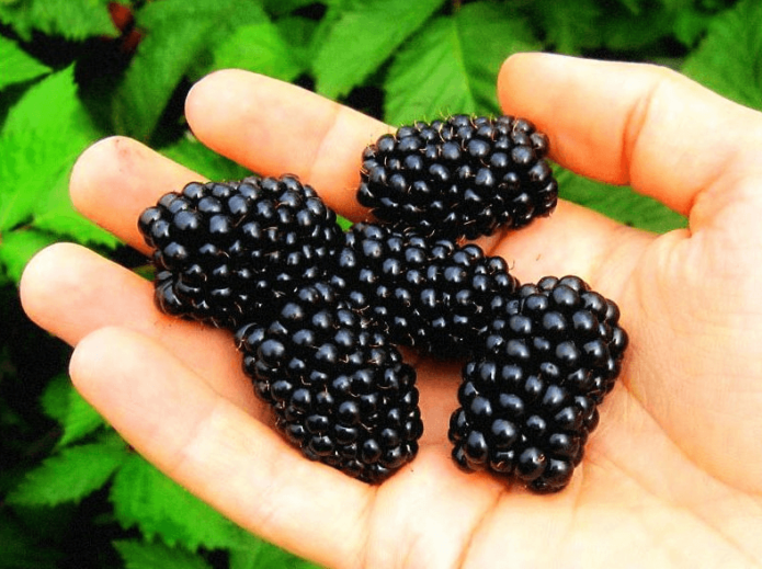 Blackberry Cacanska Bestrna