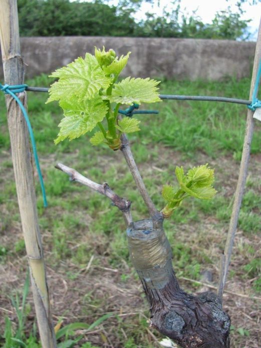 Grafting grapes