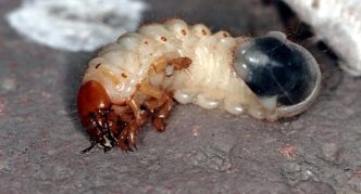 May beetle larva