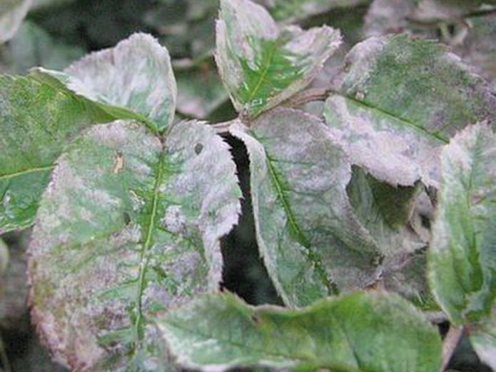 Powdery mildew