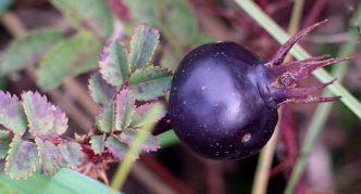 Prickly rose hips