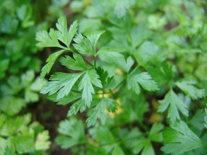 Parsley