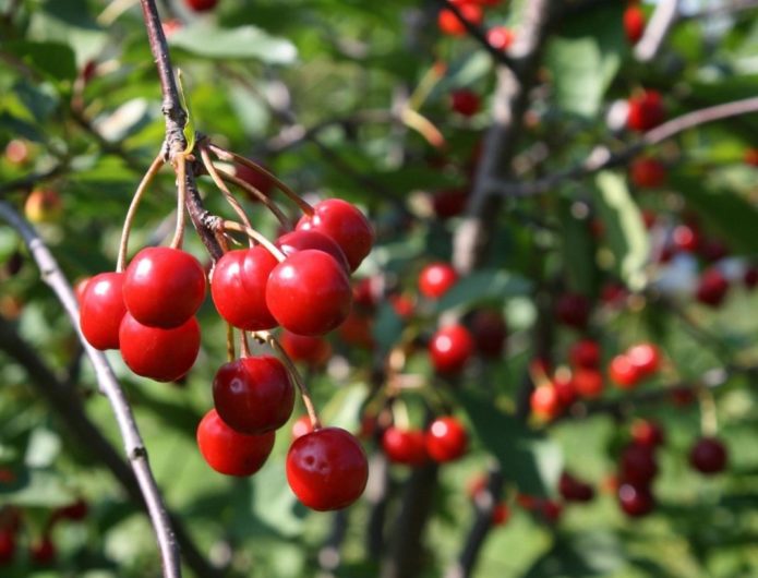 Cherry varieties for growing in central Russia: self-fertile, sweet, bush, undersized and dwarf