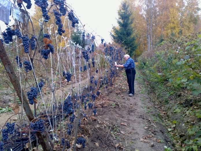 Comb for grapes