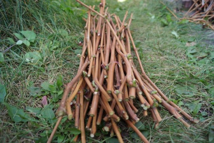 Grape cuttings