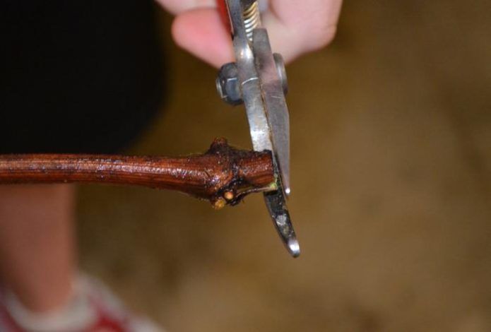 Preparation of grape cuttings