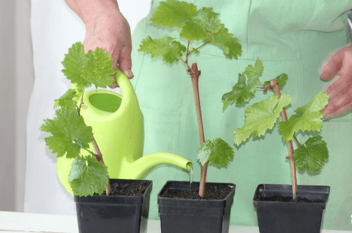 Watering cuttings