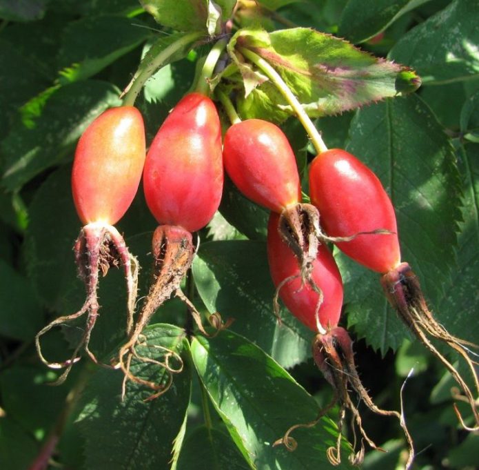 Rosehip variety Beshipny