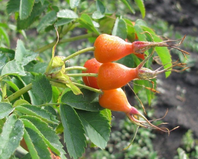 Rosehip variety Vitamin