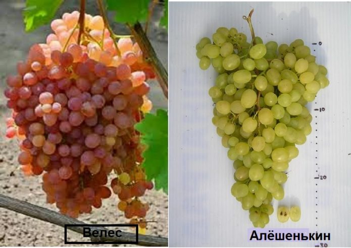 Varieties Veles and Aleshenkin