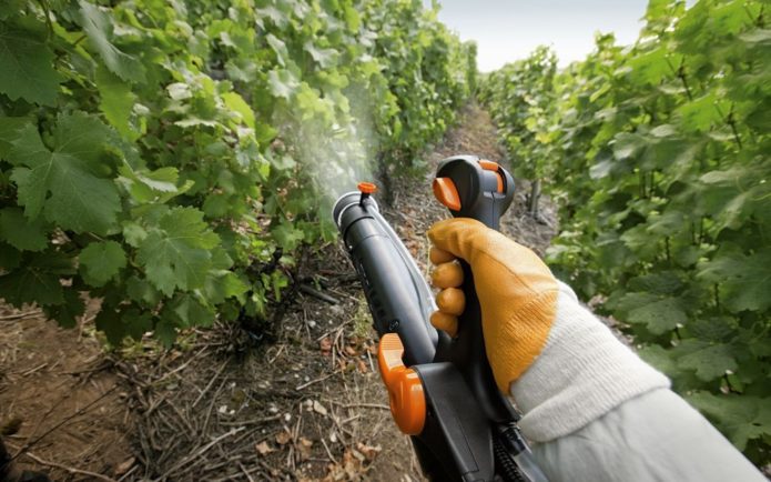 Treatment of grapes from diseases