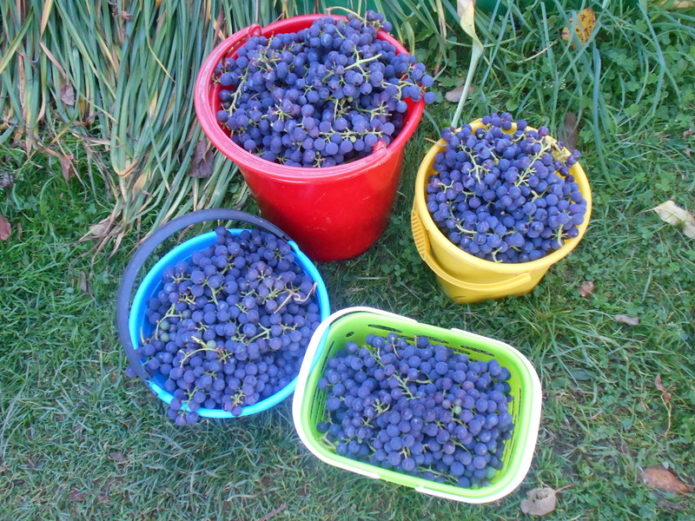 Alpha grape harvest