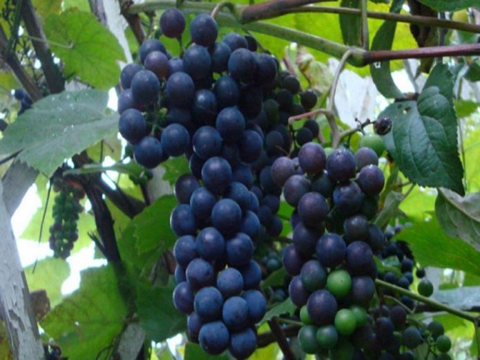 Bunches of grapes Alpha