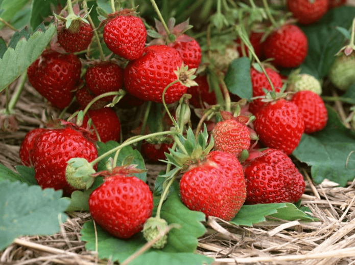 Strawberries Kokinskaya Zarya