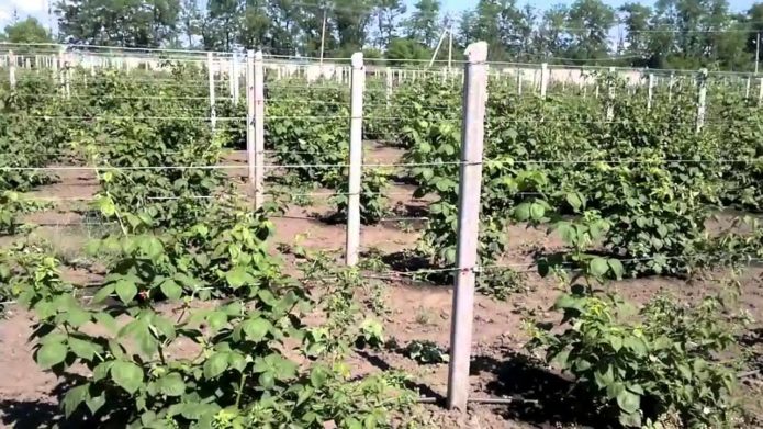 Blackberries on trellises