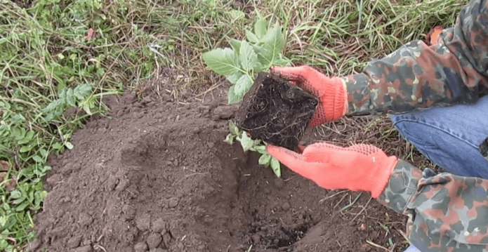 Blackberry seedling with earthy clod