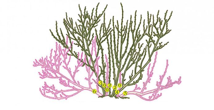 pruning currants for 5 buds