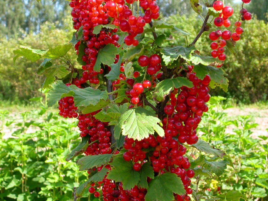 currant pruning