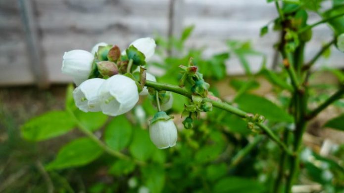 Blooming blueberry