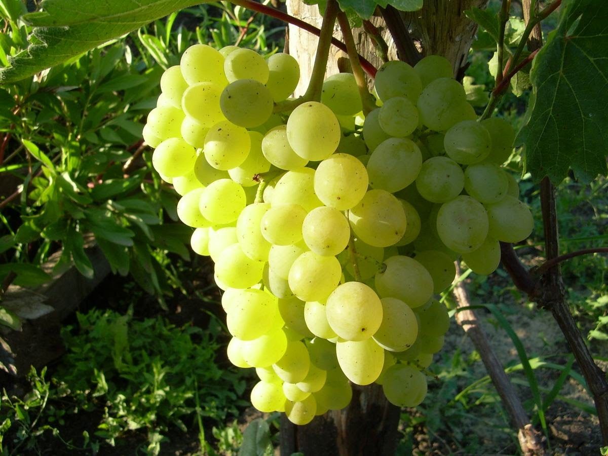 Grapes Rusbol