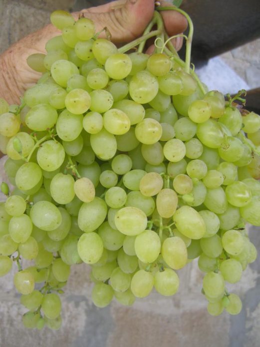 Bunch of grapes Rusbol