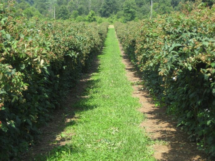 Planting blackberries