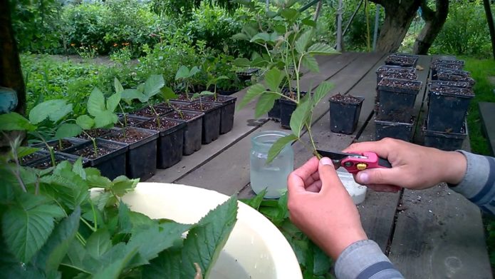 Preparing blackberry cuttings