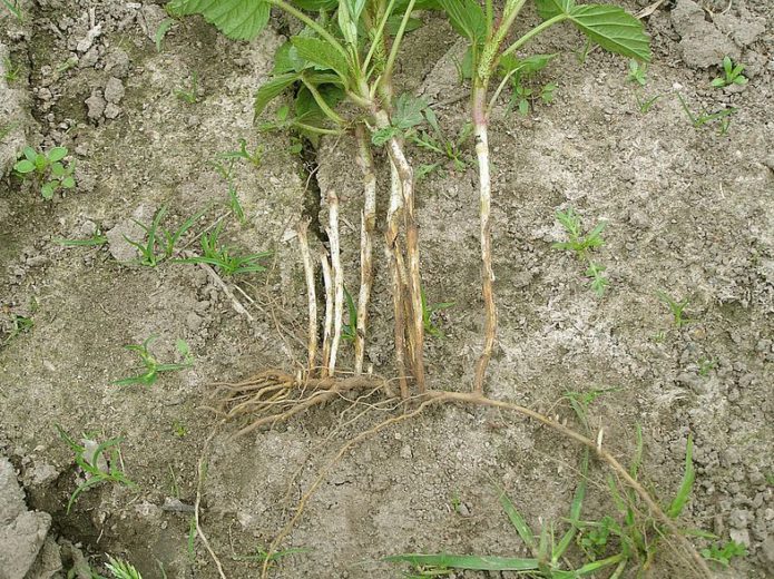 Blackberry root