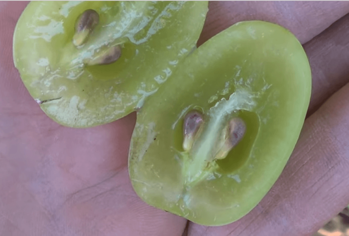 Bogotyanovsky grapes in a cut