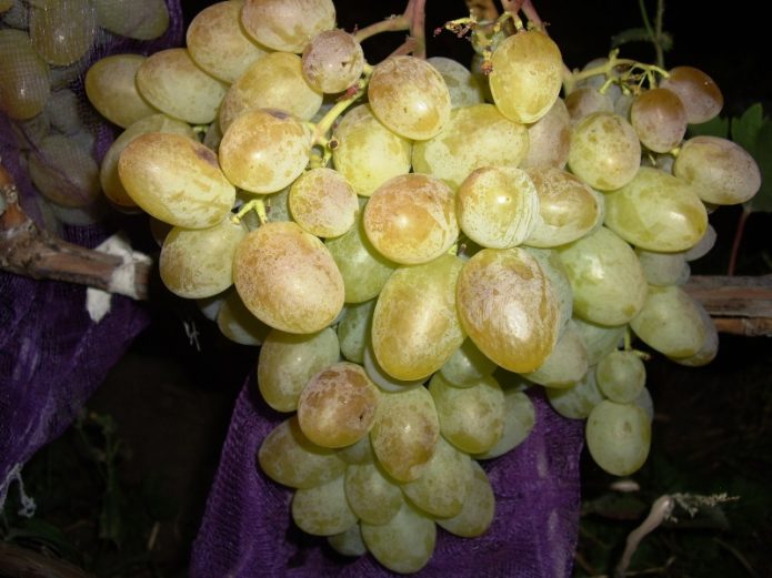 Ripe bunch of Bogatyanovsky grapes