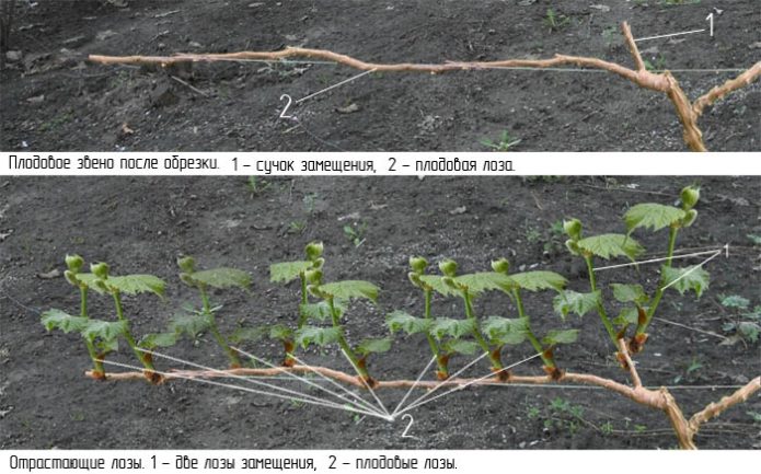 Pruning grapes for beginners