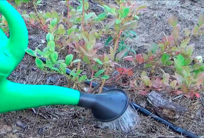 Watering blueberries