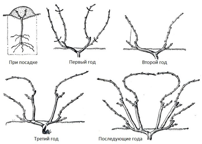 Fan pruning of grapes