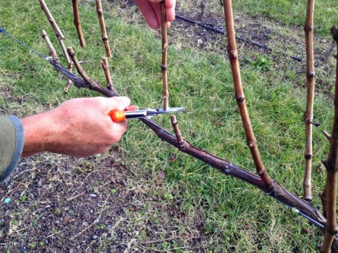 Pruning grapes in autumn