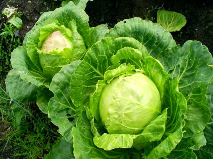 Early white cabbage