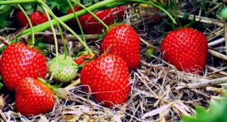 Strawberry Bereginya