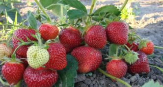 Elsanta strawberries