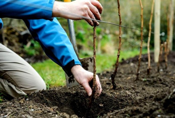 Planting a blackberry seedling in a hole